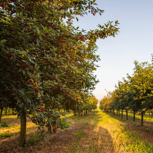 Filari di alberi da frutto carichi di ciliegie maturate, in un frutteto soleggiato al tramonto