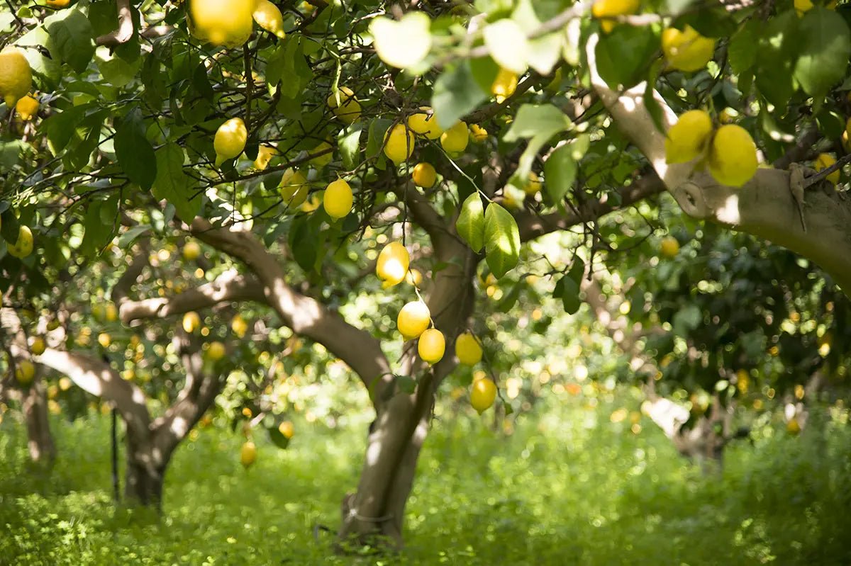 Immagine con alberi di limoni