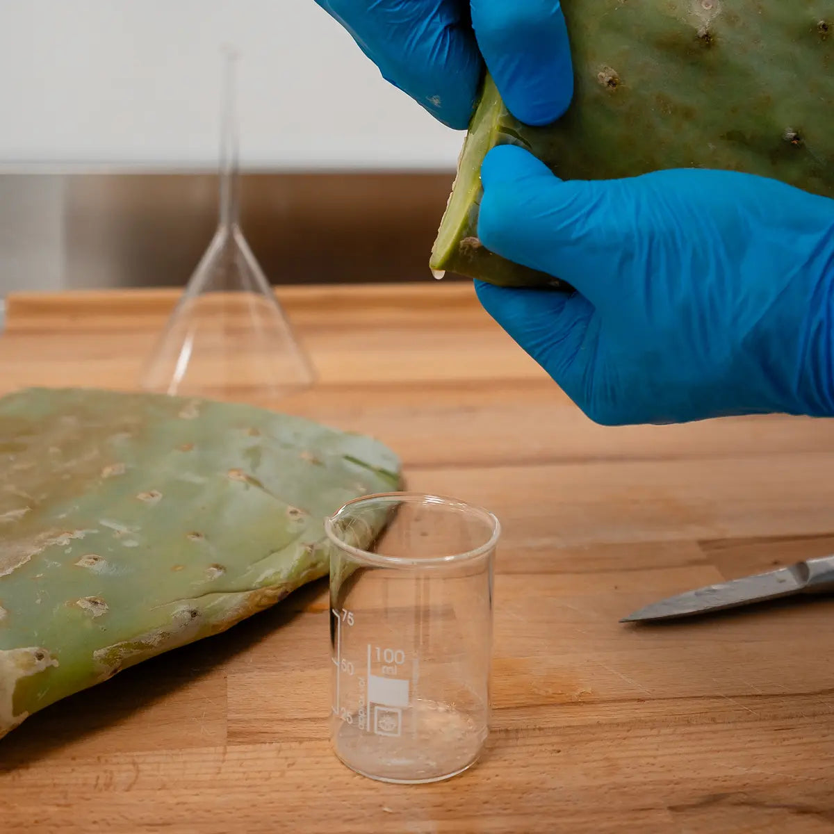Mani con guanti blu che spremono una foglia di fico d'India sopra un becher da laboratorio