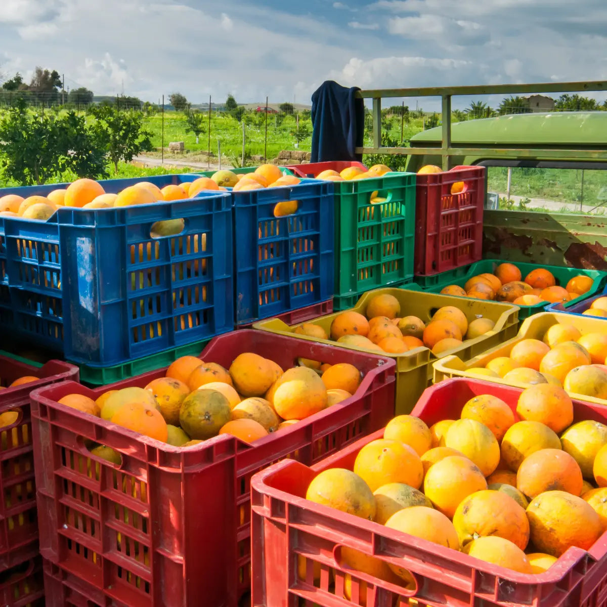 Cassette di plastica colorate piene di agrumi raccolti, all’aperto in un campo