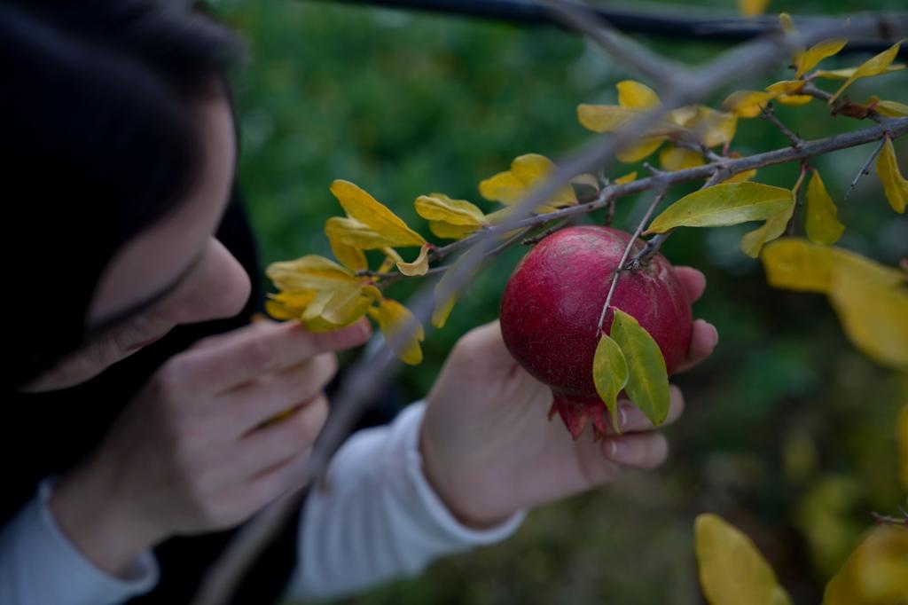 Donna che tocca melograno sul ramo del suo albero.
