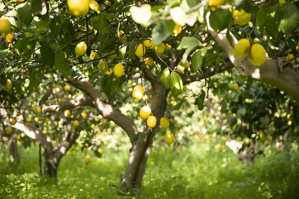 Nutrienti mediterranei, per la vita.