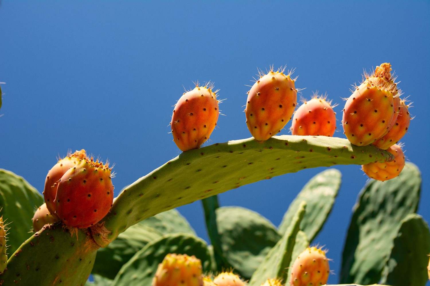 Fichi d’India maturi sulla pianta in Sicilia