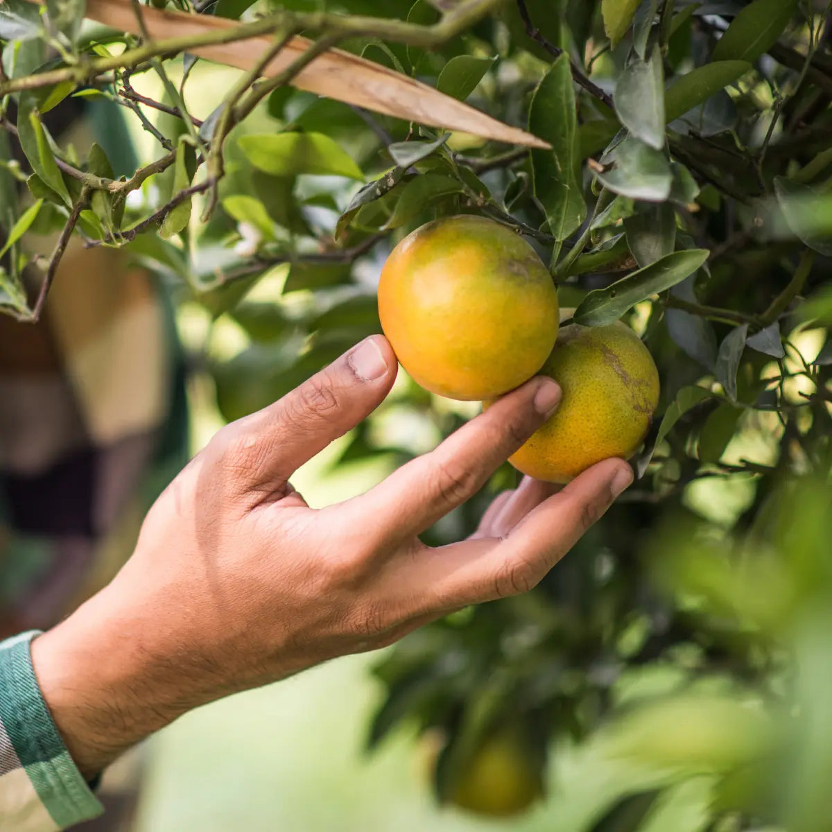 Mano che raccoglie un'arancia da un albero in un agrumeto