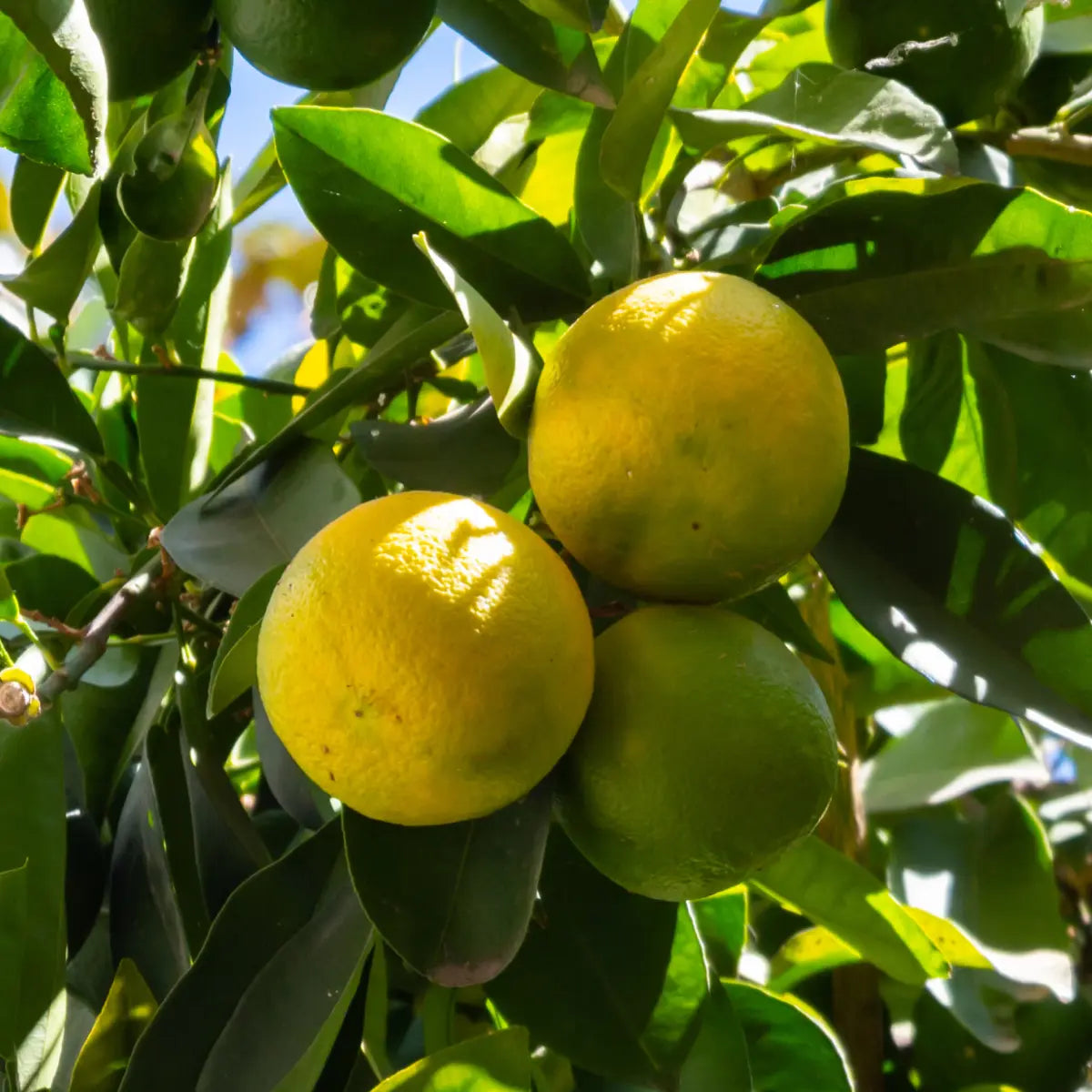 Agrumi maturi giallo-verdi appesi a un albero tra foglie verdi